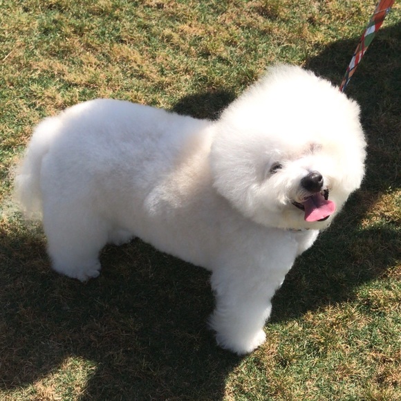 Meet your Posher, Kendall - Picture 2 of 5